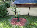 Click image for larger version

Name:	009.jpg
Views:	415
Size:	148.7 KB
ID:	87627