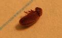 Click image for larger version

Name:	bugs-04.jpg
Views:	566
Size:	26.9 KB
ID:	87685