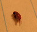 Click image for larger version

Name:	bugs-05.jpg
Views:	800
Size:	39.2 KB
ID:	87686