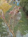 Click image for larger version

Name:	Leaves damage 2.jpg
Views:	569
Size:	137.0 KB
ID:	87789