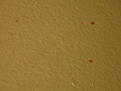 mold apr (1).jpg